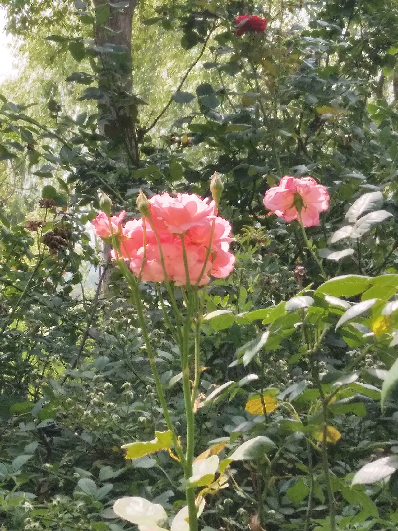 夏夏夏（图ZMzkyMDMxMzE2） - 风光摄影 - 站酷设计师挟天子以肘诸侯原创素材 - 站酷ZCOOL