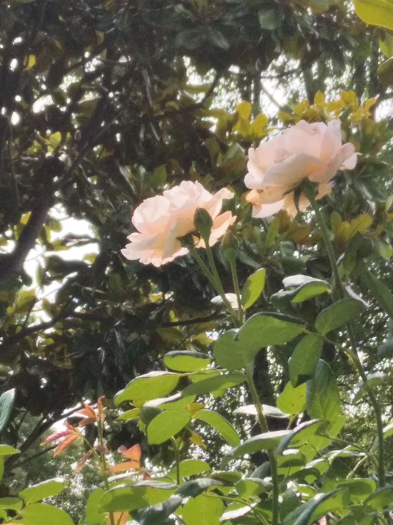 夏夏夏（图ZMzkyMDMxMzEy） - 风光摄影 - 站酷设计师挟天子以肘诸侯原创素材 - 站酷ZCOOL