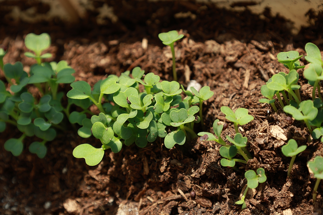 《植物杀手洗白计划》（图ZMzkyMDUwNzI4） - 艺术插画 - 站酷设计师五分糖北纬原创素材 - 站酷ZCOOL