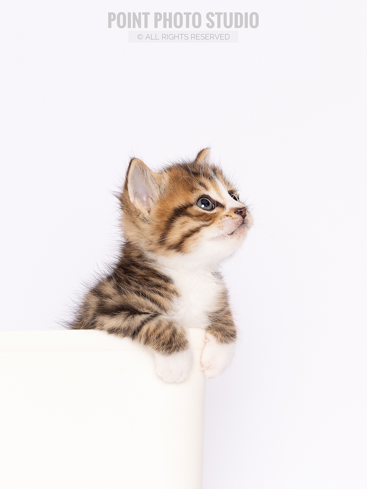 【宠物摄影】小奶猫超可爱攻击波