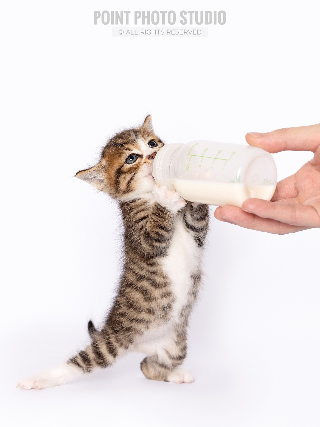 【宠物摄影】小奶猫超可爱攻击波