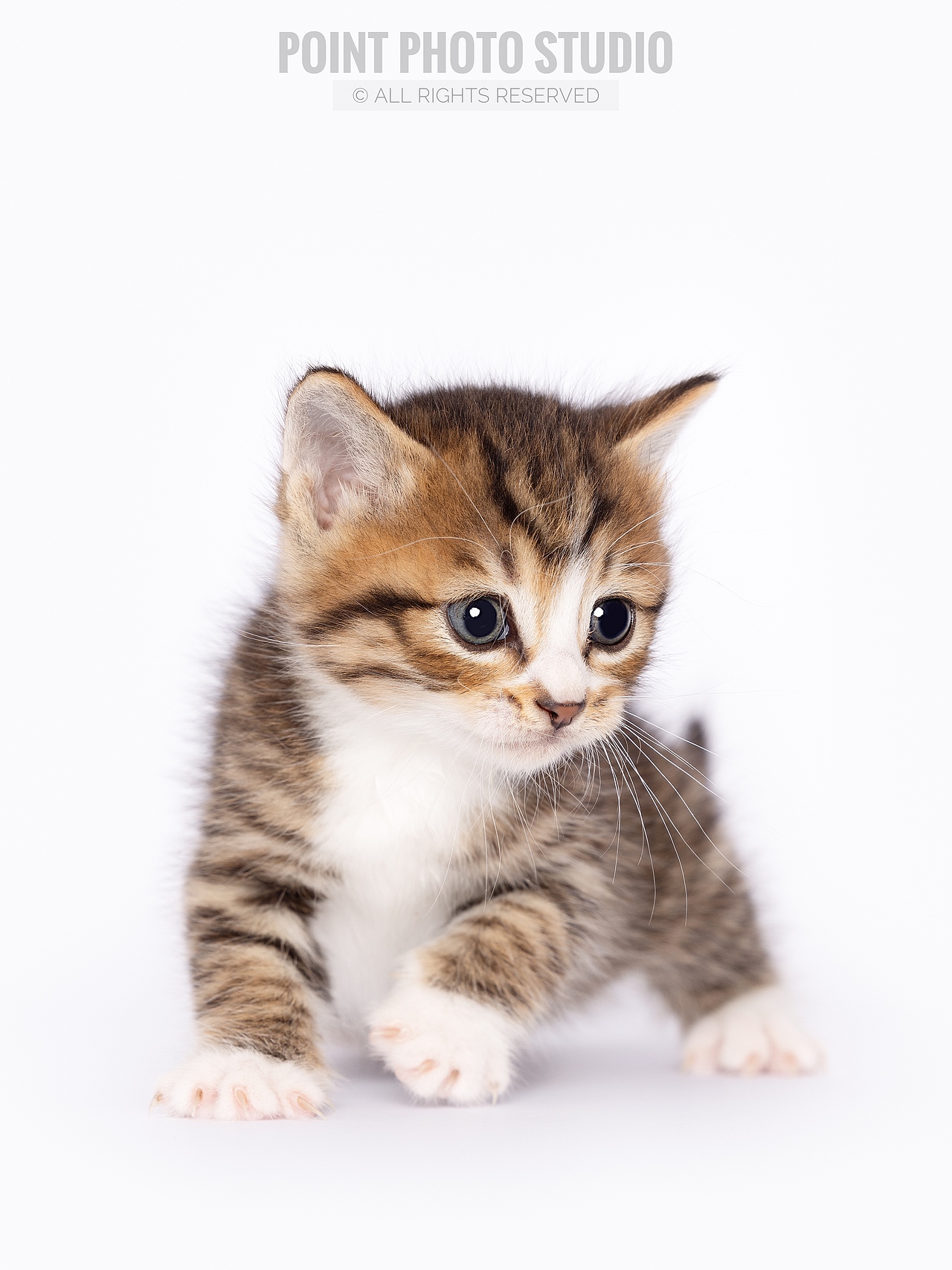 【宠物摄影】小奶猫超可爱攻击波