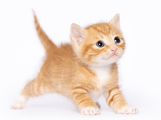 【宠物摄影】小奶猫超可爱攻击波