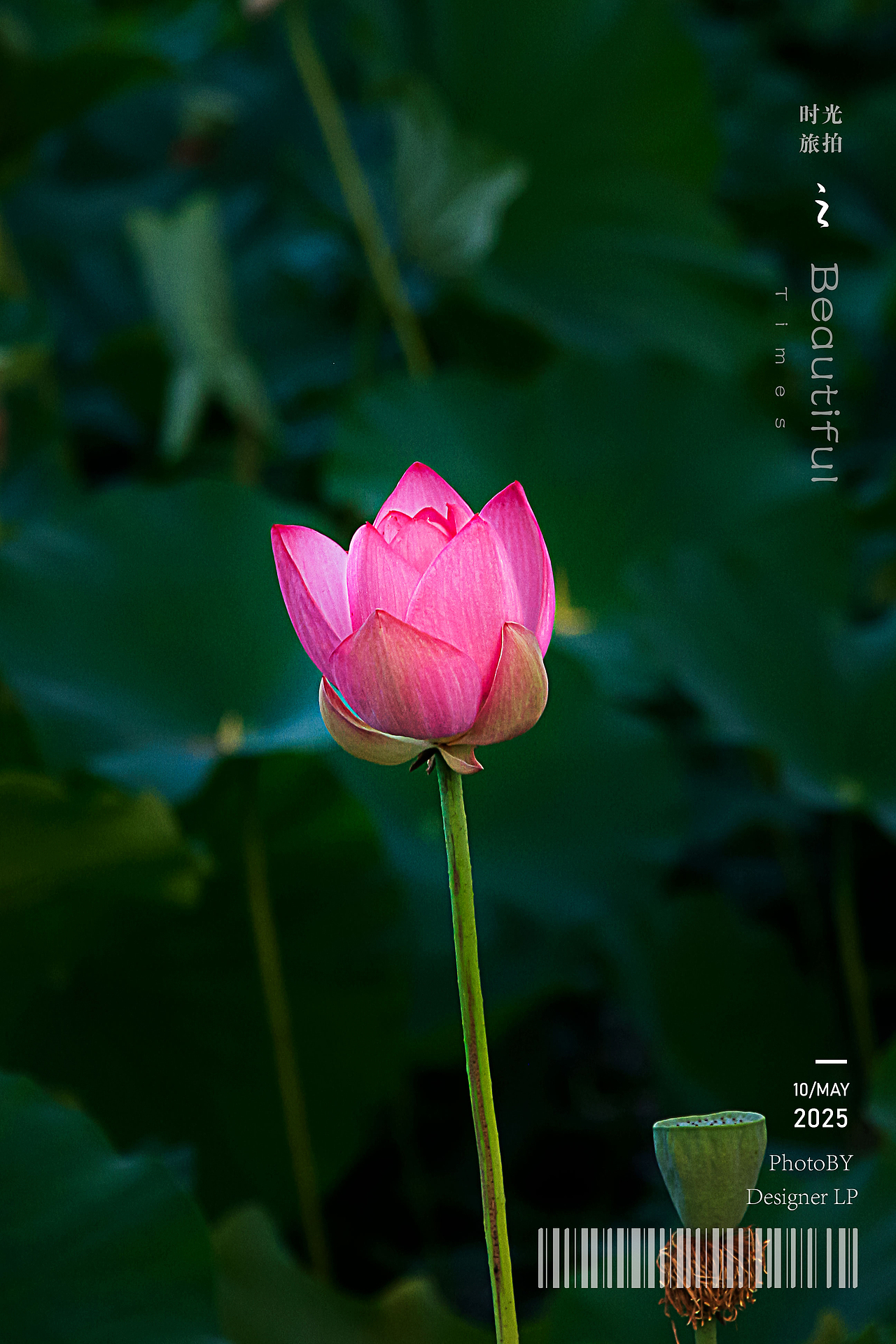 荷花拍摄（图ZMzkyMDcwNjky） - 风光摄影 - 站酷设计师创想设计lp原创素材 - 站酷ZCOOL