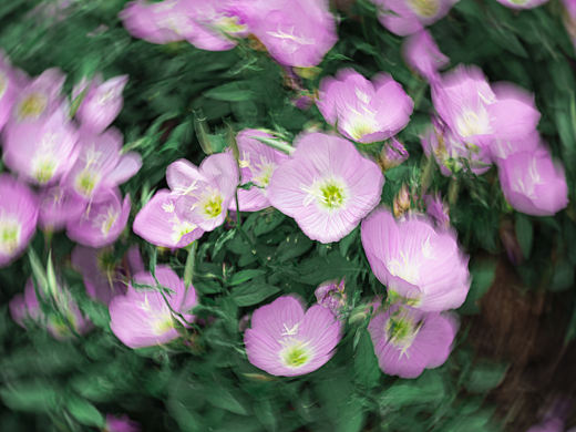 花丛