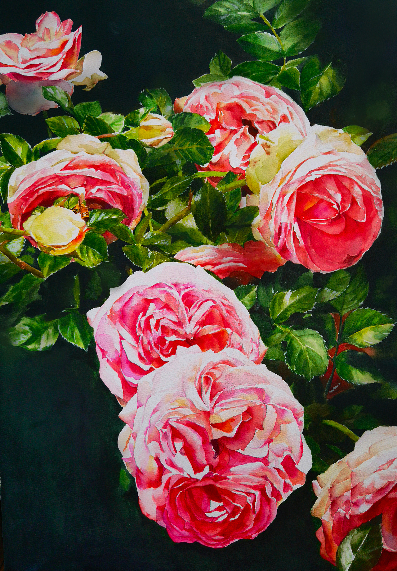 写生水彩【月季】