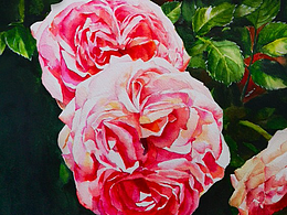 写生水彩【月季】