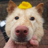XxBigpig的头像