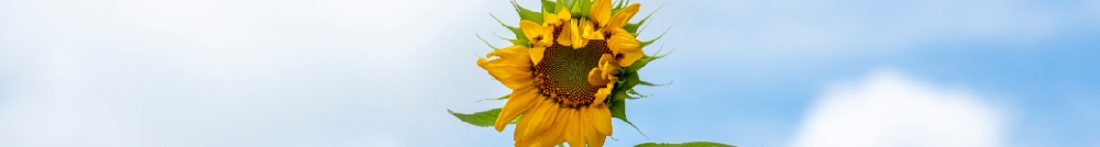 Anchor先生的個(gè)人主頁(yè)（封面預(yù)覽） - 主頁(yè)封面設(shè)置 - 站酷設(shè)計(jì)師Anchor先生原創(chuàng)素材 - 站酷ZCOOL