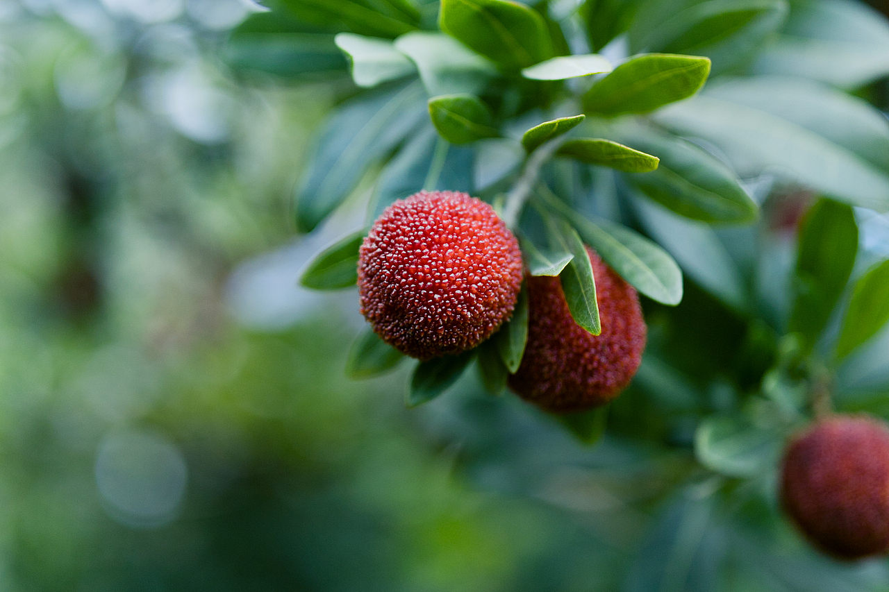 一起去仙居摘杨梅吧
