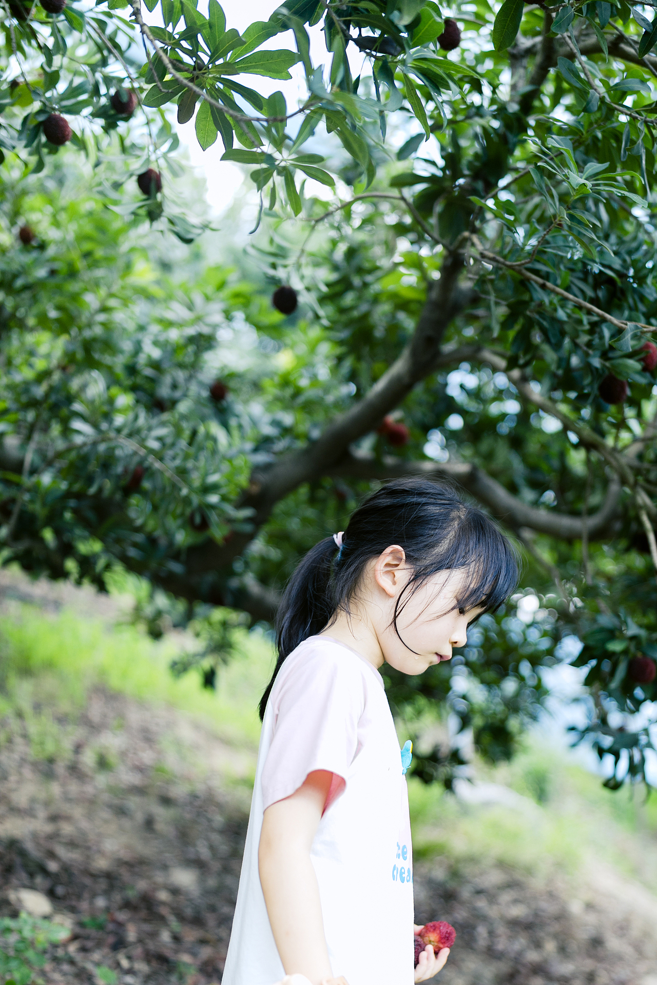 一起去仙居摘杨梅吧