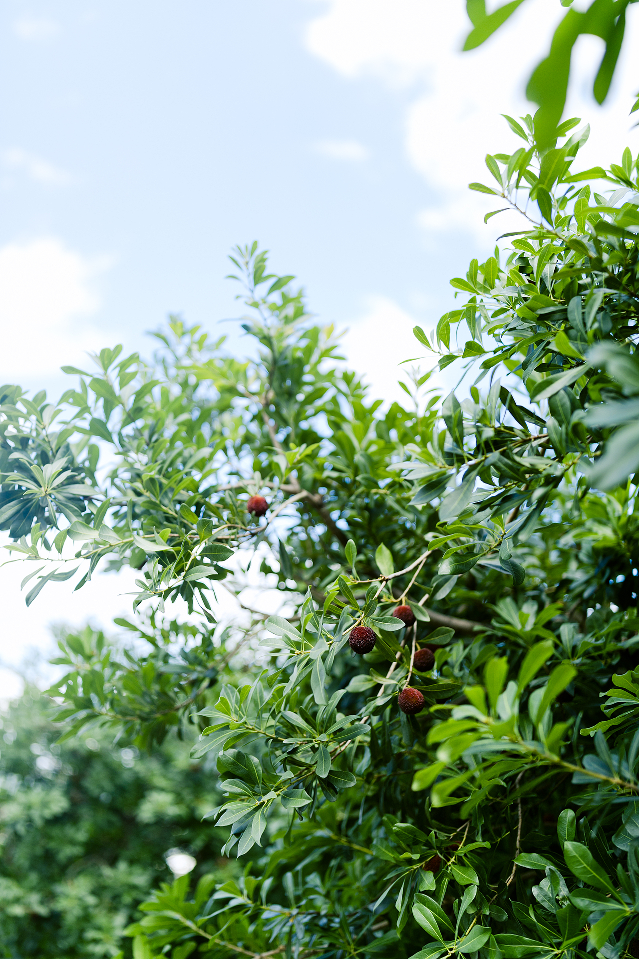 一起去仙居摘杨梅吧