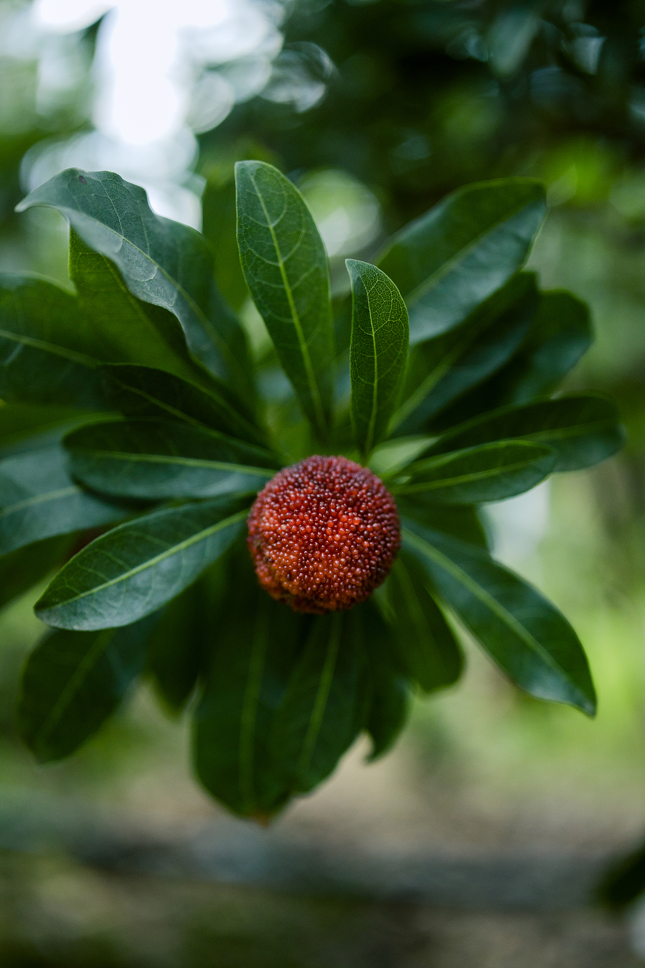 一起去仙居摘杨梅吧