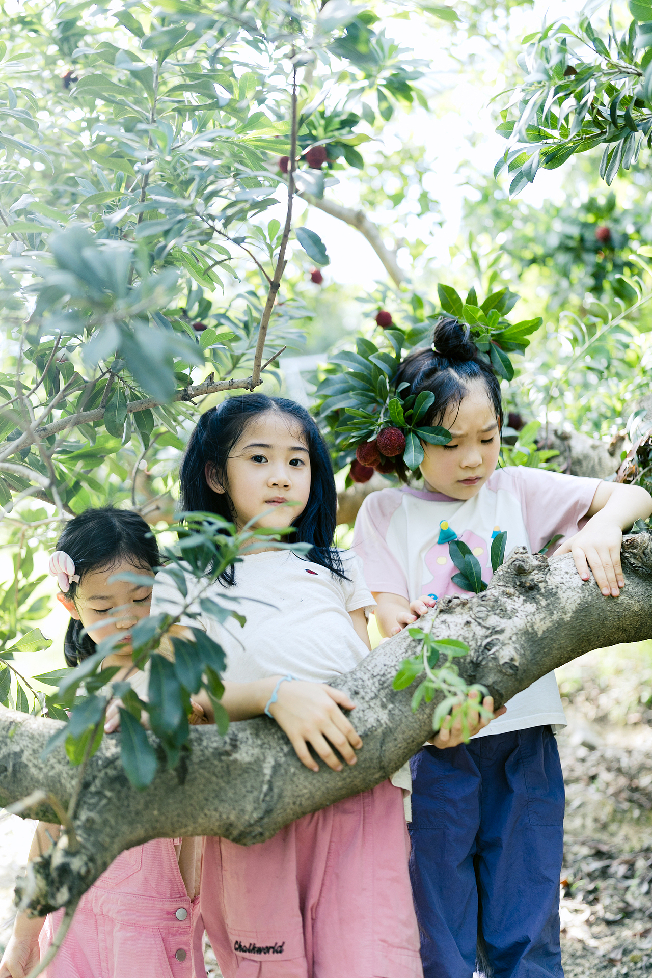 一起去仙居摘杨梅吧