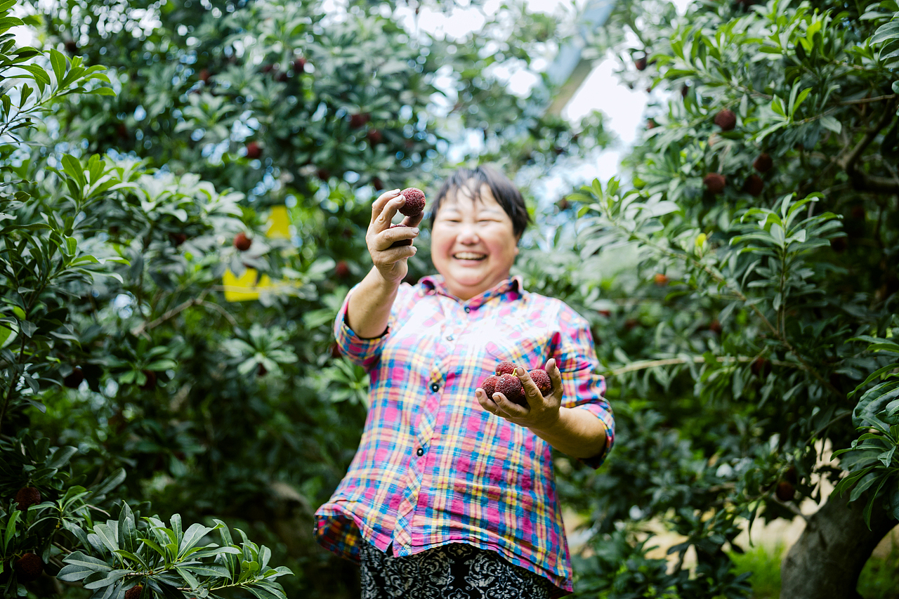 一起去仙居摘杨梅吧