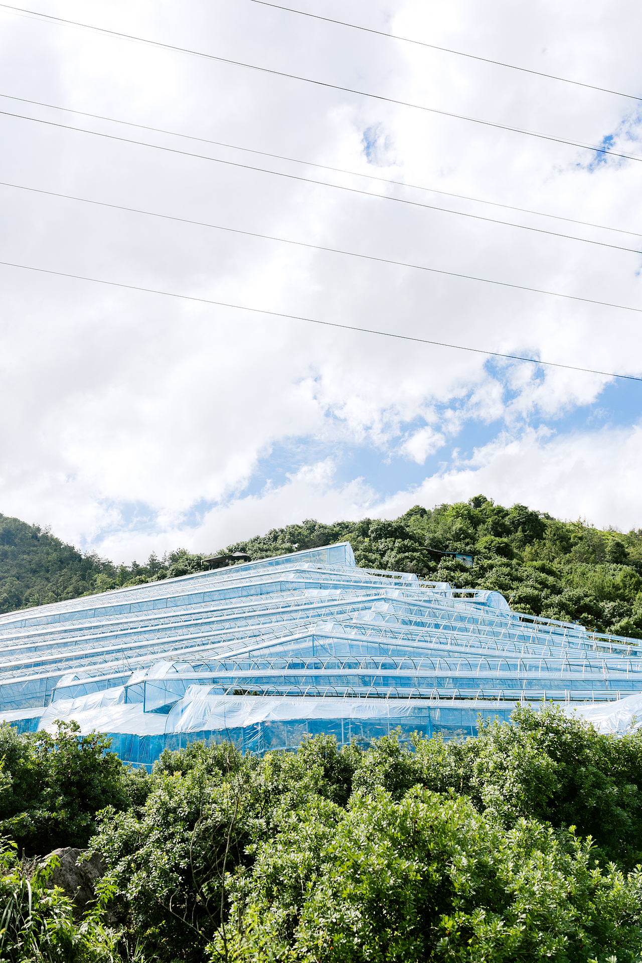 一起去仙居摘杨梅吧