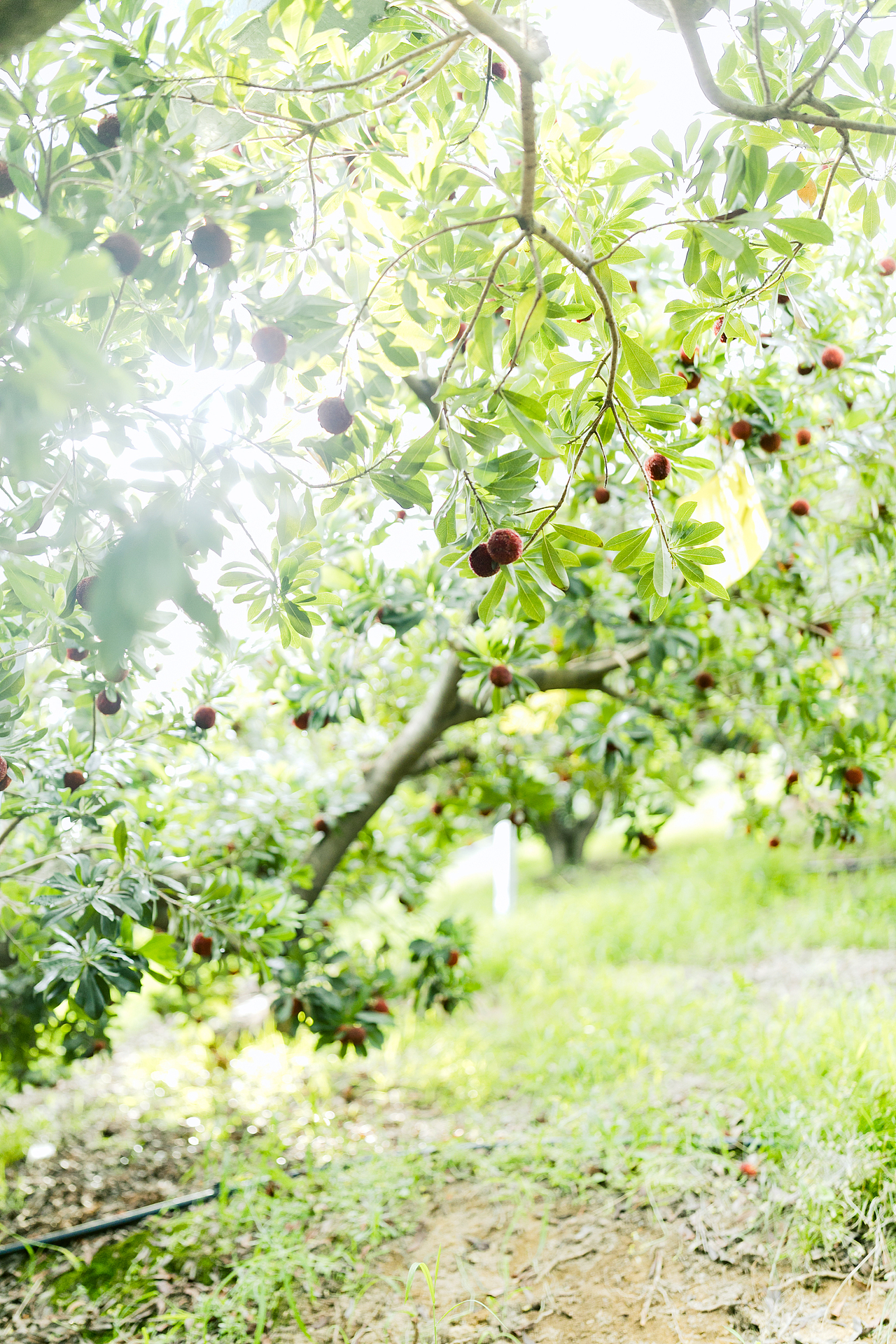 一起去仙居摘杨梅吧