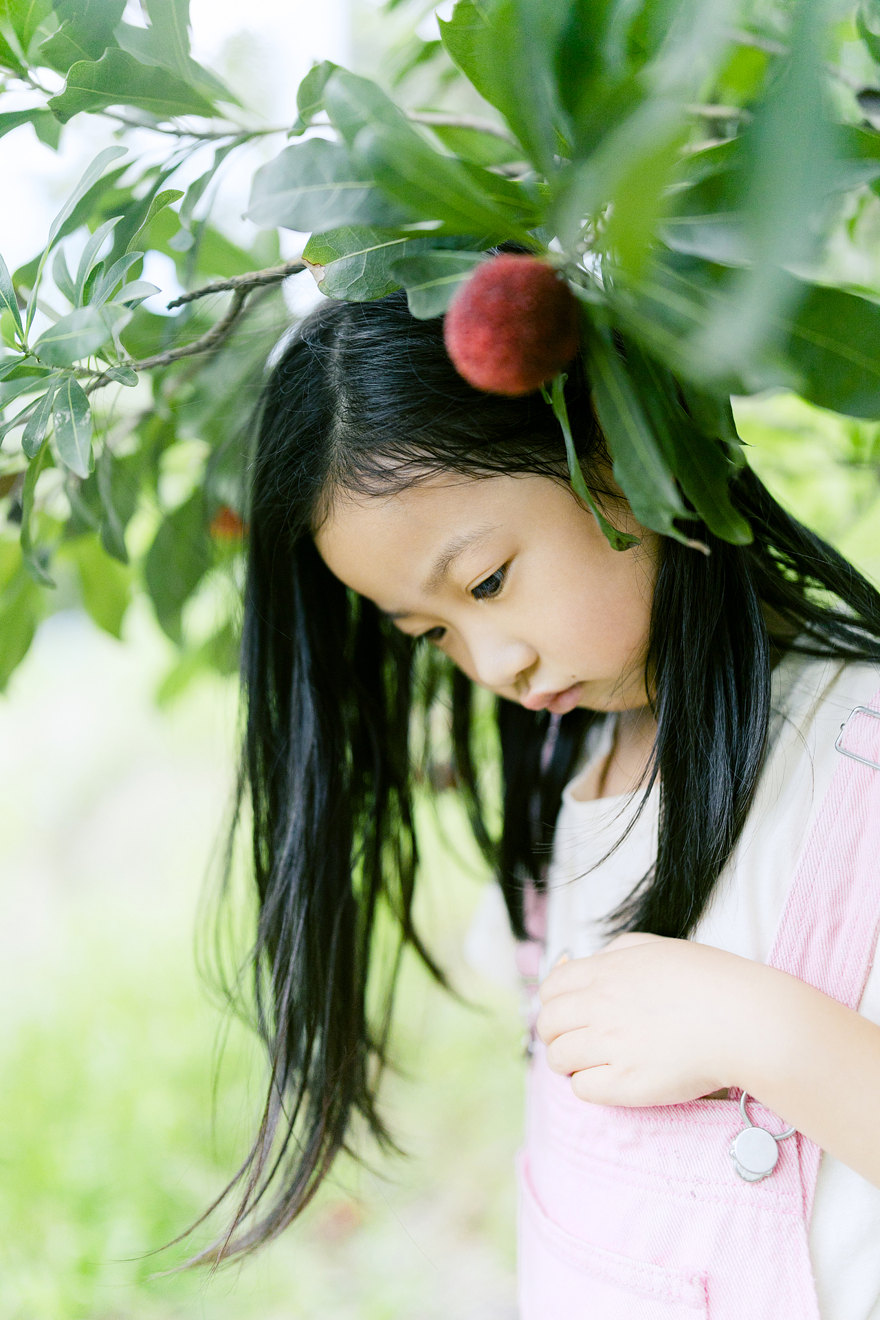 一起去仙居摘杨梅吧