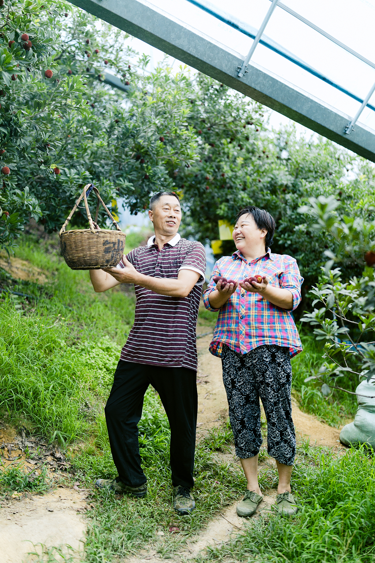 一起去仙居摘杨梅吧