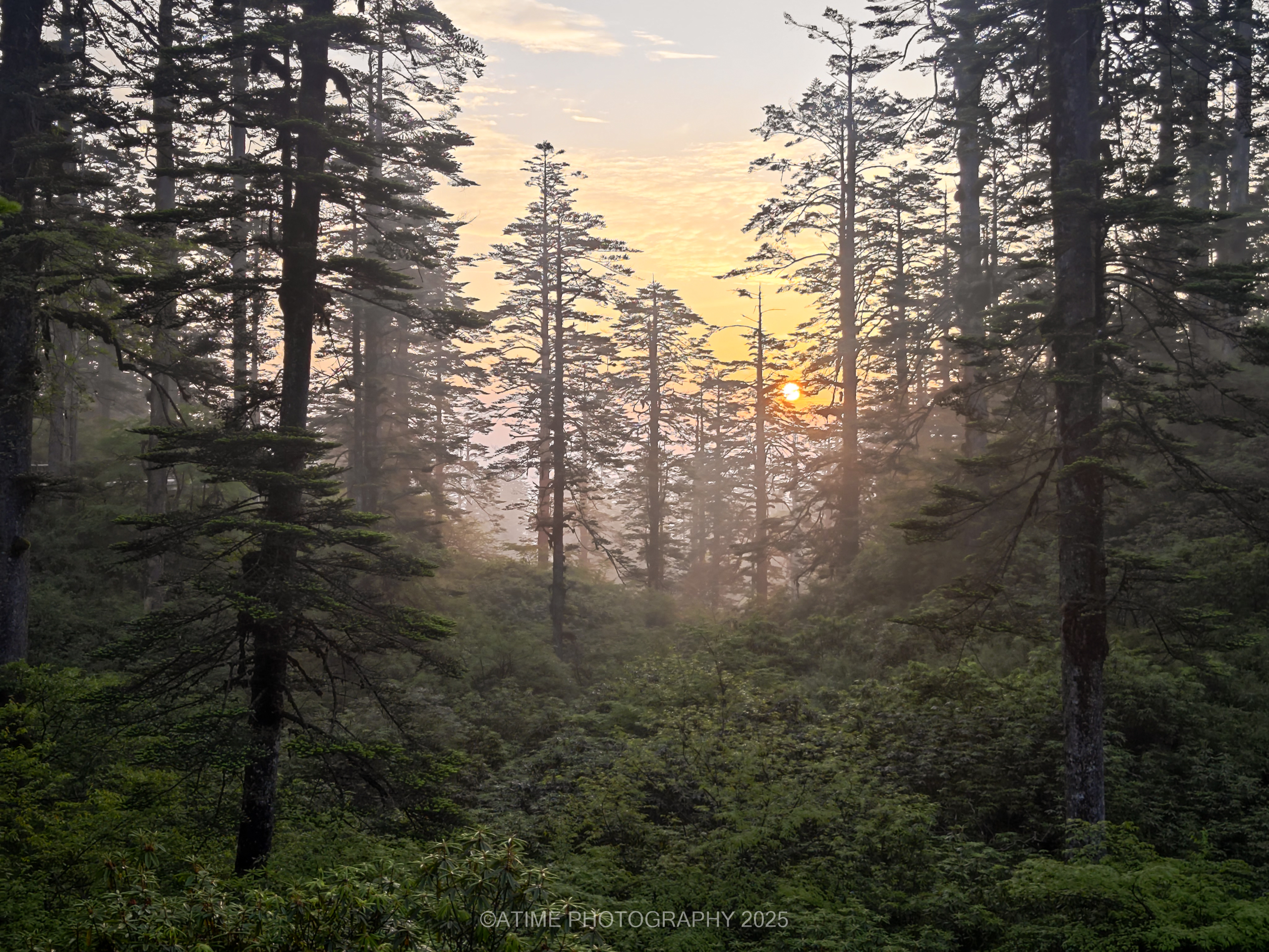 野生小熊猫拍摄记