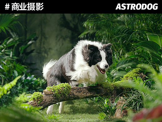 宠物食品TVC视频拍摄——麦富迪BARF霸弗天然犬粮/狗粮