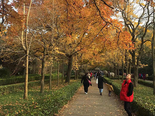 枫叶🍁红了