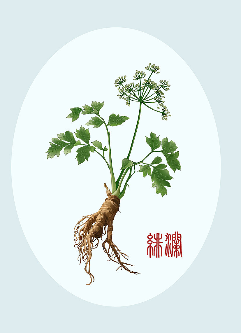 中草药系列：当归（图ZMzkyMjQ3NjA4） - 商业插画 - 站酷设计师插画师绯澜原创素材 - 站酷ZCOOL