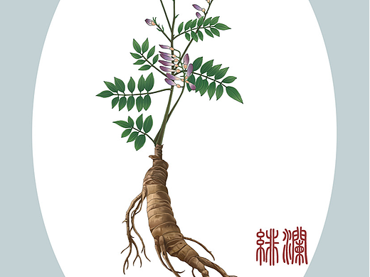 中草药系列 黄芪