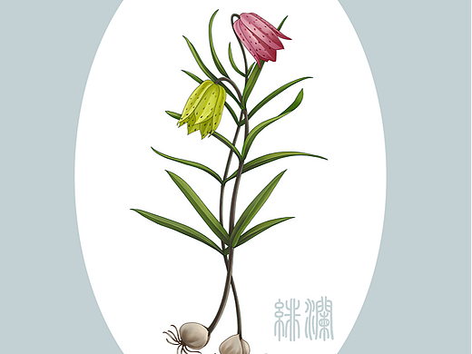 中草药系列：川贝母 松贝母 