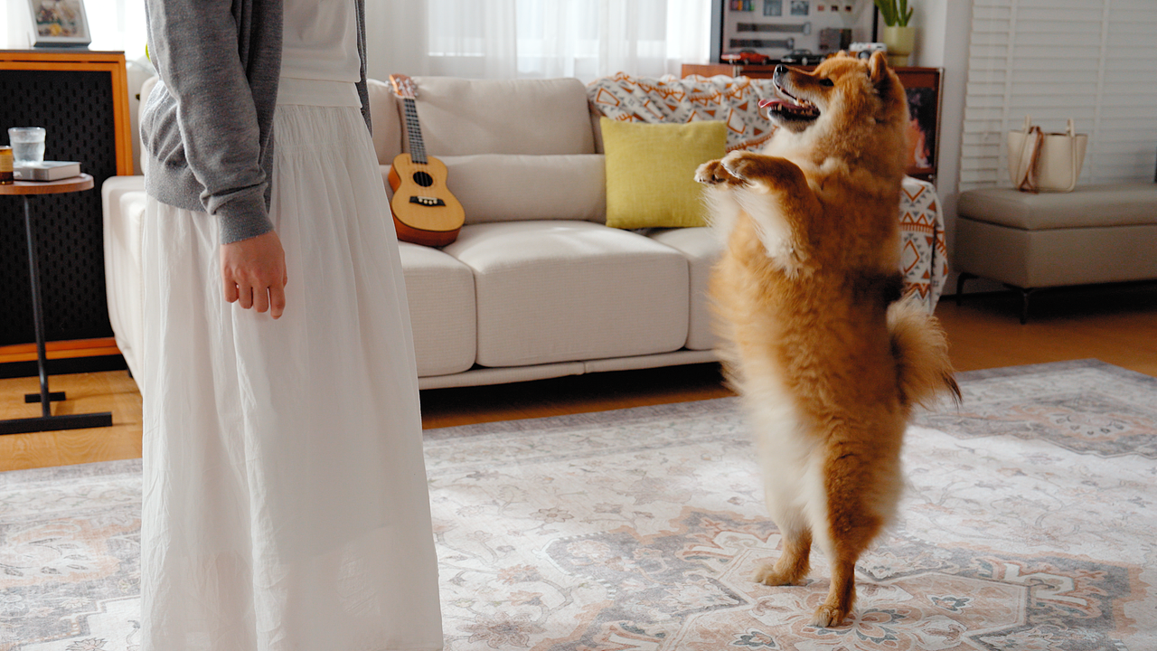 亚马逊产品视频 | 地毯