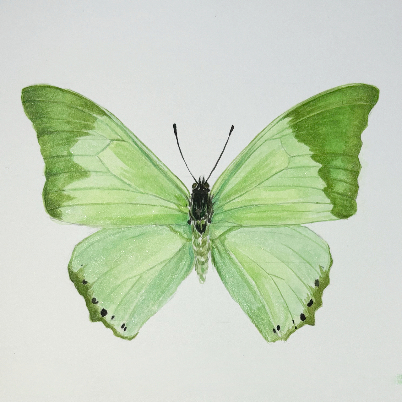 所有春天都住在翅膀里-蝶舞人生（圖ZMzkyNDA0MDMy） - 藝術(shù)插畫 - 站酷設(shè)計(jì)師水木之沐原創(chuàng)素材 - 站酷ZCOOL