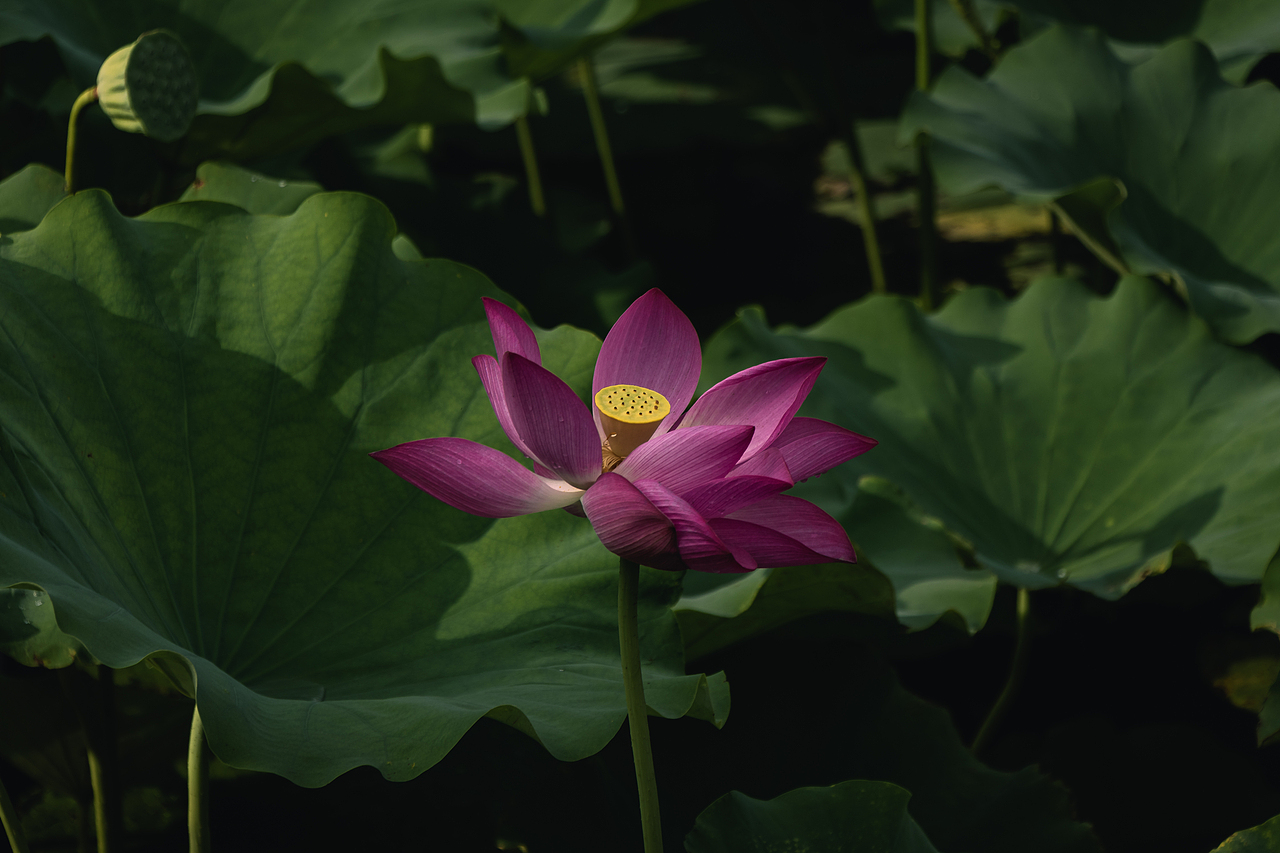 雨后荷花（圖ZMzkyNDEzMDY0） - 風(fēng)光攝影 - 站酷設(shè)計(jì)師攝影雷十三原創(chuàng)素材 - 站酷ZCOOL