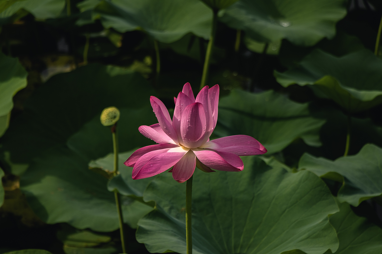 雨后荷花（圖ZMzkyNDEzMDQ4） - 風(fēng)光攝影 - 站酷設(shè)計(jì)師攝影雷十三原創(chuàng)素材 - 站酷ZCOOL