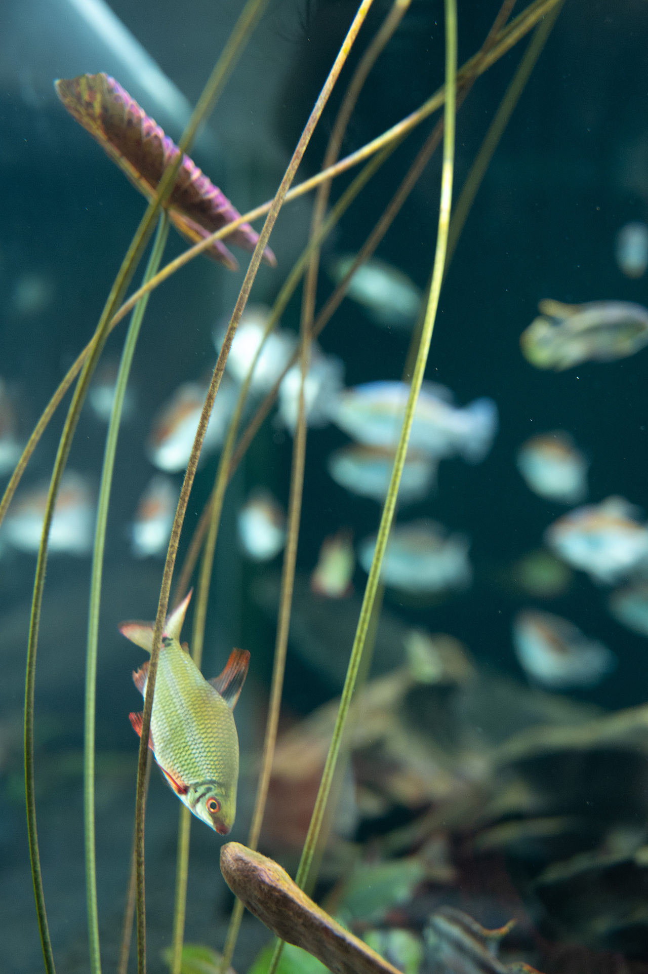日本水族馆摄影