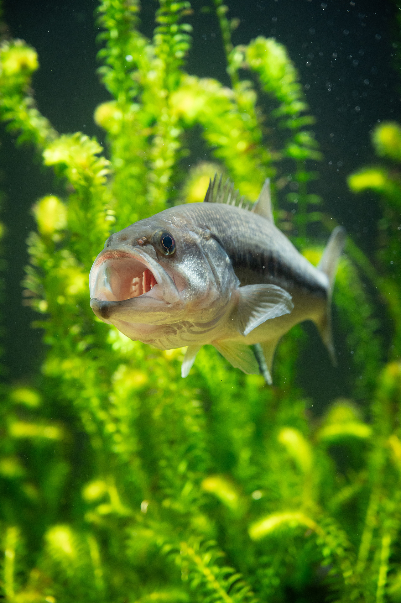 日本水族馆摄影