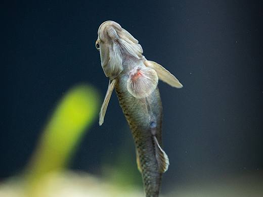 日本水族馆摄影