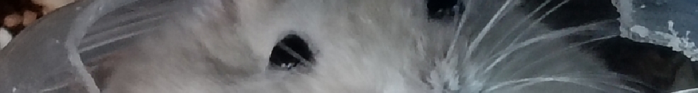 T米豆的個(gè)人主頁（封面預(yù)覽） - 主頁封面設(shè)置 - 站酷設(shè)計(jì)師T米豆原創(chuàng)素材 - 站酷ZCOOL