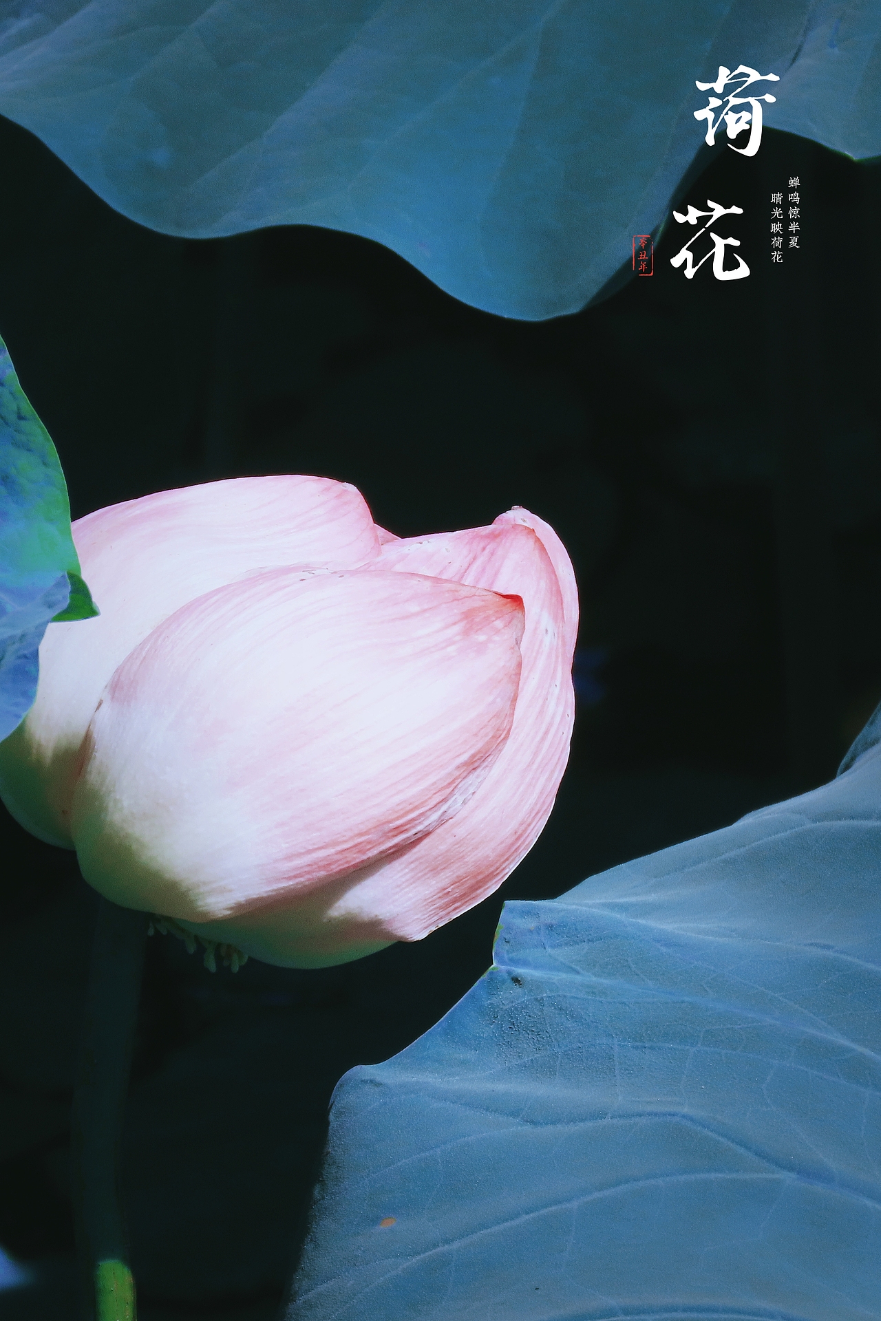 荷花（图ZMzkyNDM5MDg4） - 风光摄影 - 站酷设计师安卓视界原创素材 - 站酷ZCOOL