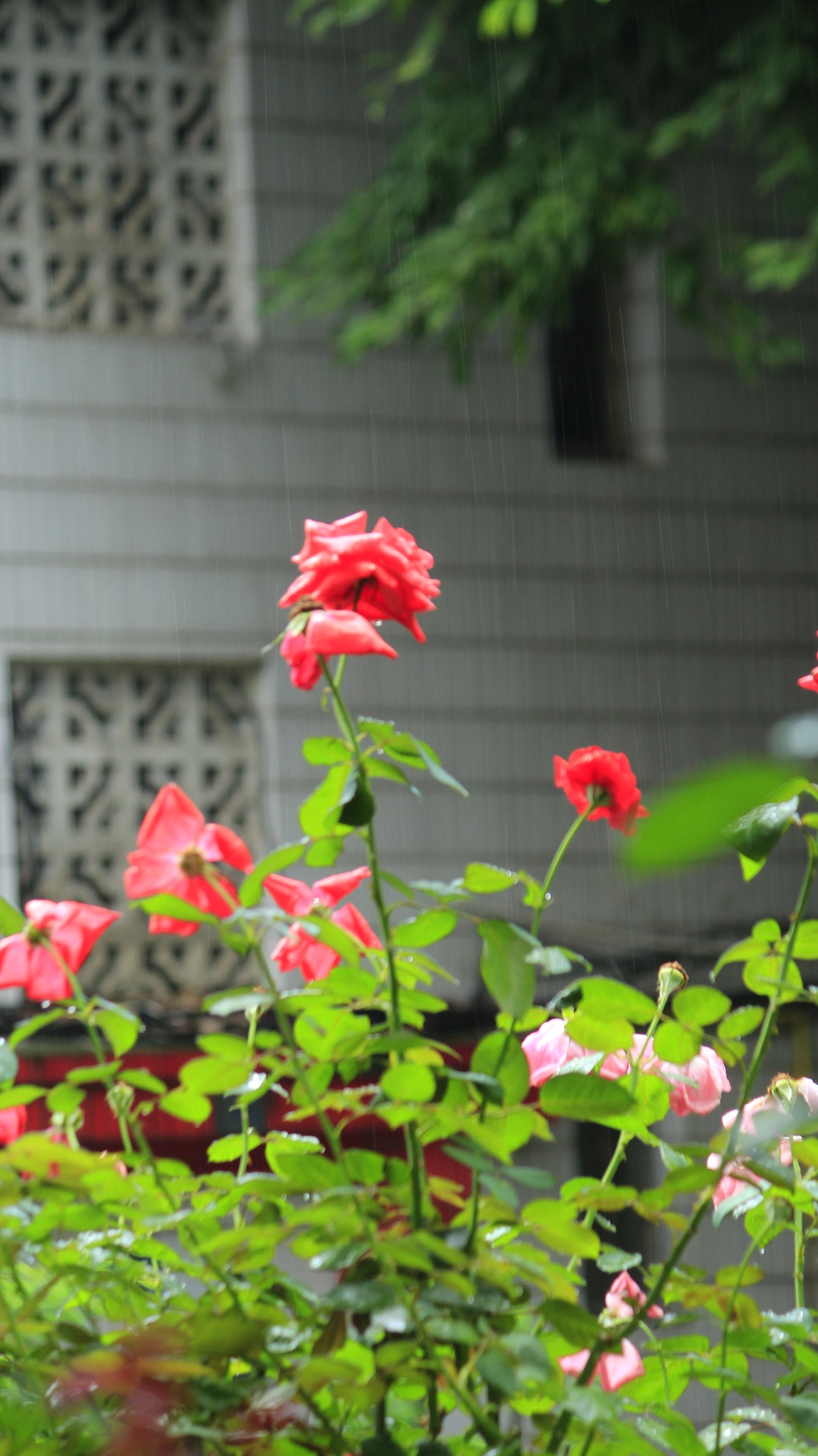 雨中玫瑰（图ZMzkyNDQ5NzY0） - 风光摄影 - 站酷设计师杪鹤原创素材 - 站酷ZCOOL