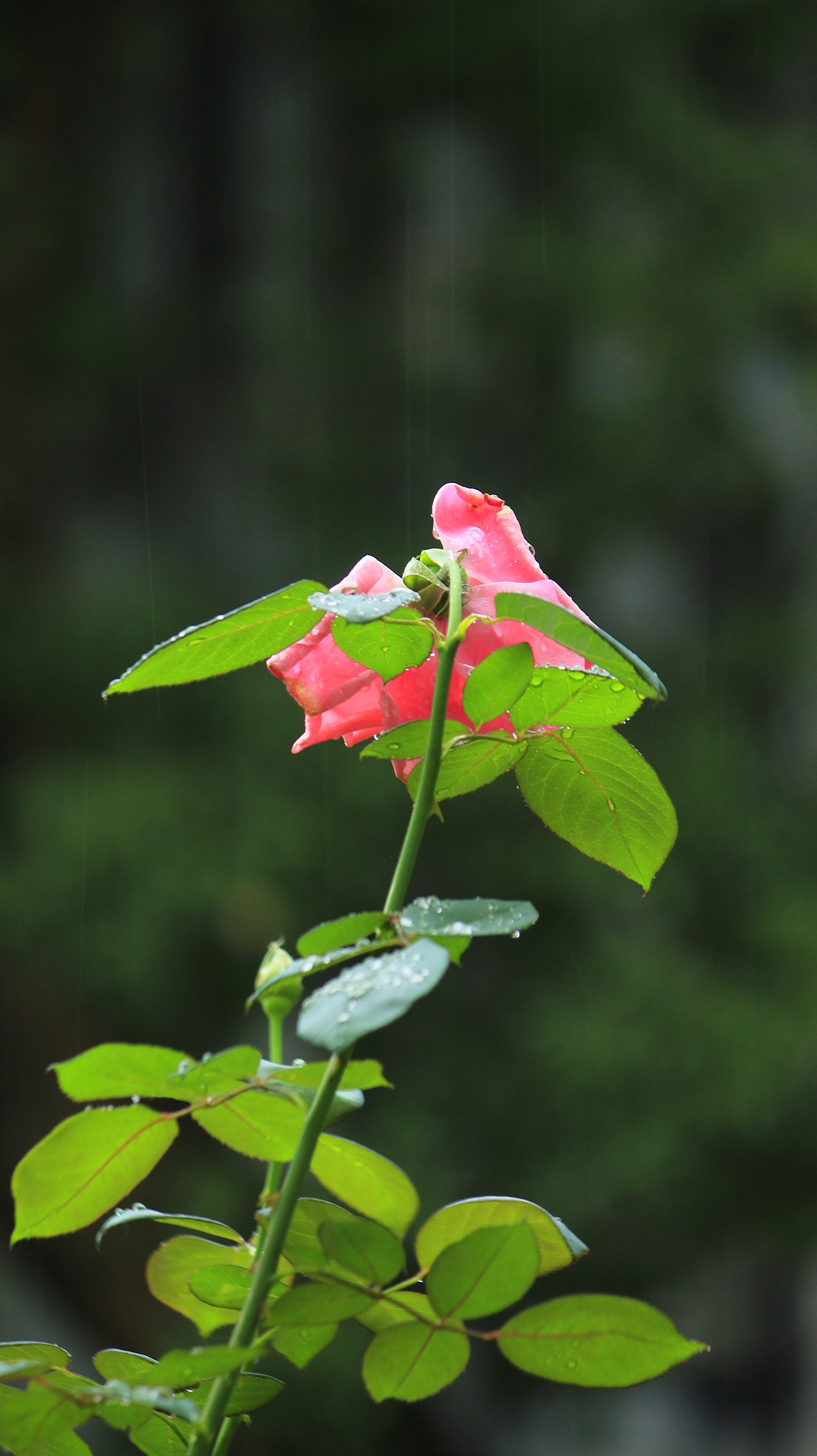 雨中玫瑰（图ZMzkyNDQ5Nzc2） - 风光摄影 - 站酷设计师杪鹤原创素材 - 站酷ZCOOL