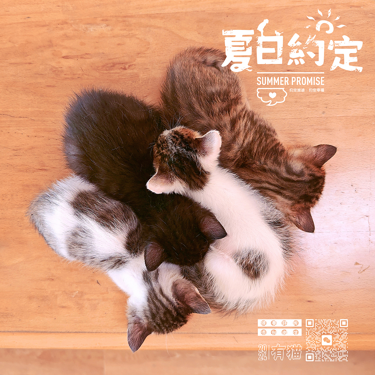 猫咪领养公益海报系列