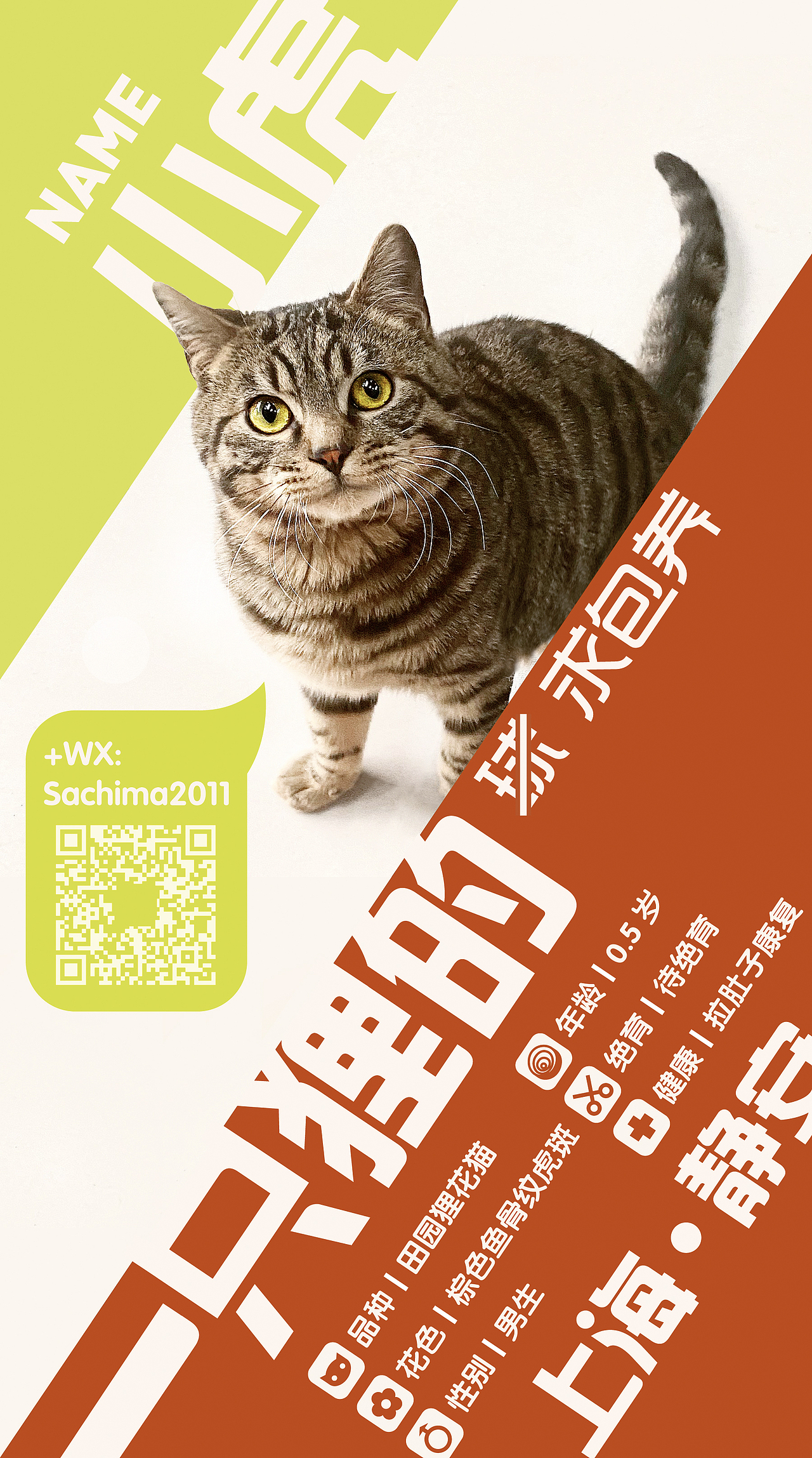 猫咪领养公益海报系列