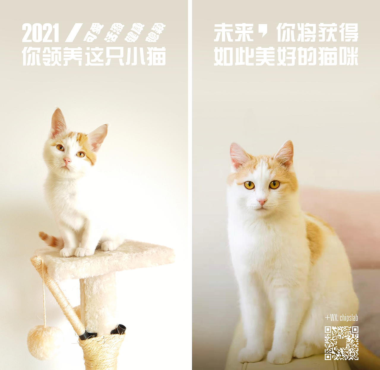 猫咪领养公益海报系列