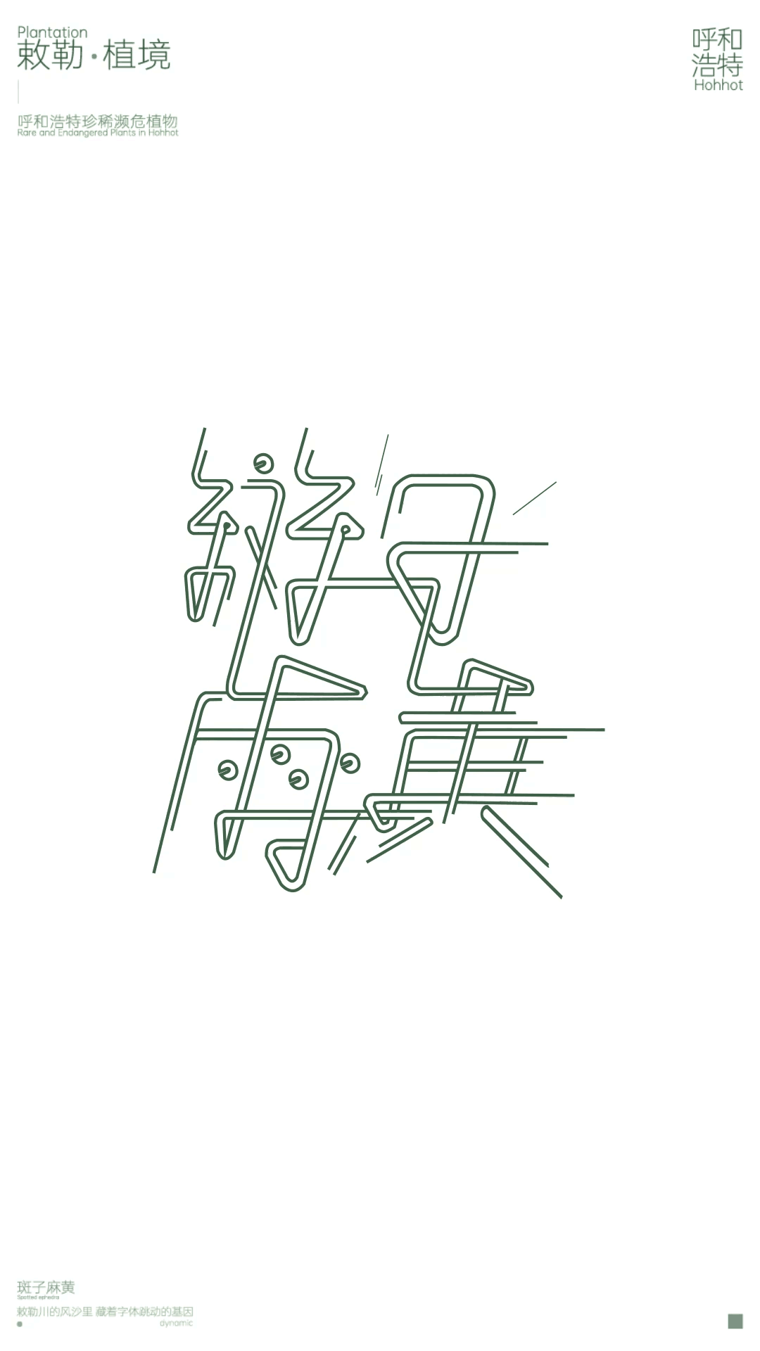 敕勒·植境  斑子麻黄