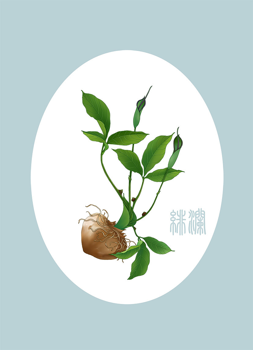 中草药系列 半夏（图ZMzkyNDg4ODI0） - 商业插画 - 站酷设计师插画师绯澜原创素材 - 站酷ZCOOL