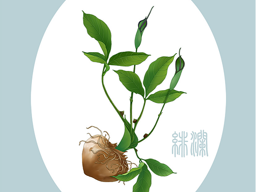 中草药系列 半夏
