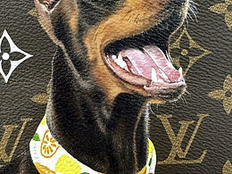 寫實(shí)手繪杜賓狗狗 