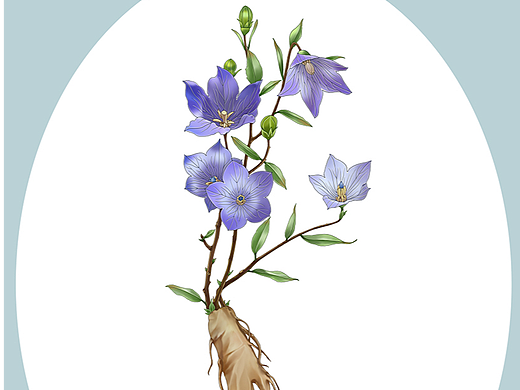 中草药系列：桔梗花