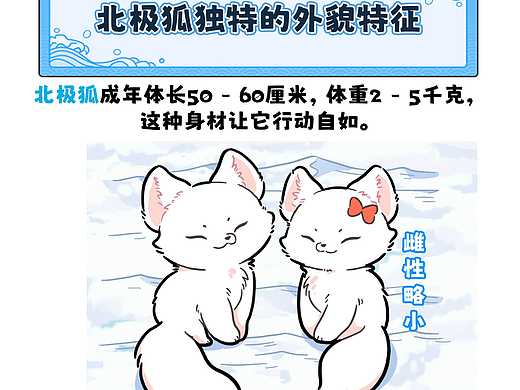 北极狐独特的外貌特征