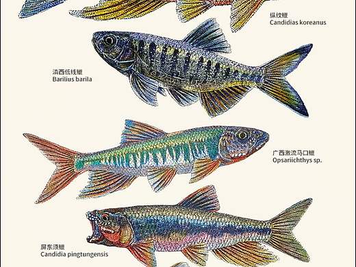 溪流掠食者~鱲